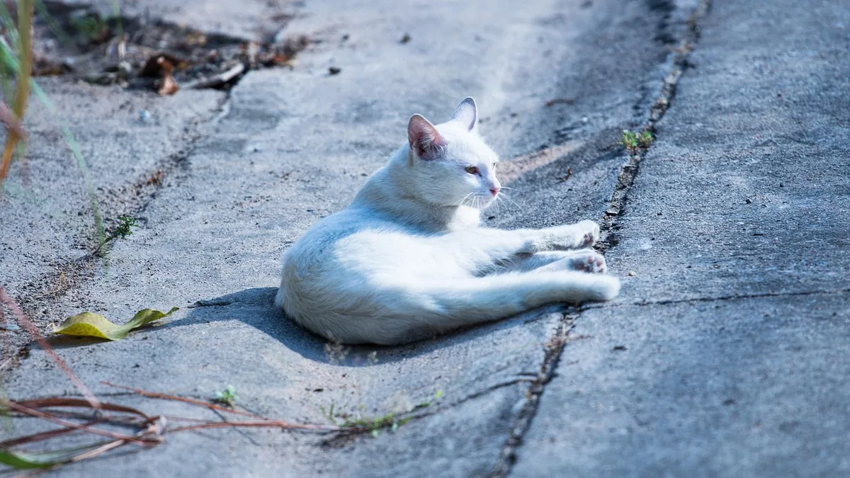 Can a Torn ACL in a Cat Heal on Its Own?