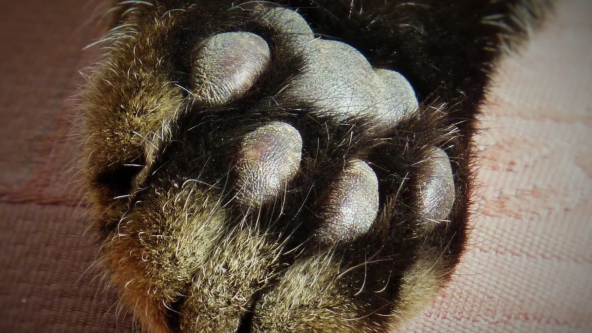 Torn or Broken Nail in Cats: What to Do and When to Vet