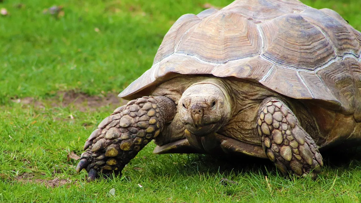 Why Does My Tortoise Chase Me? Meaning and What to Do