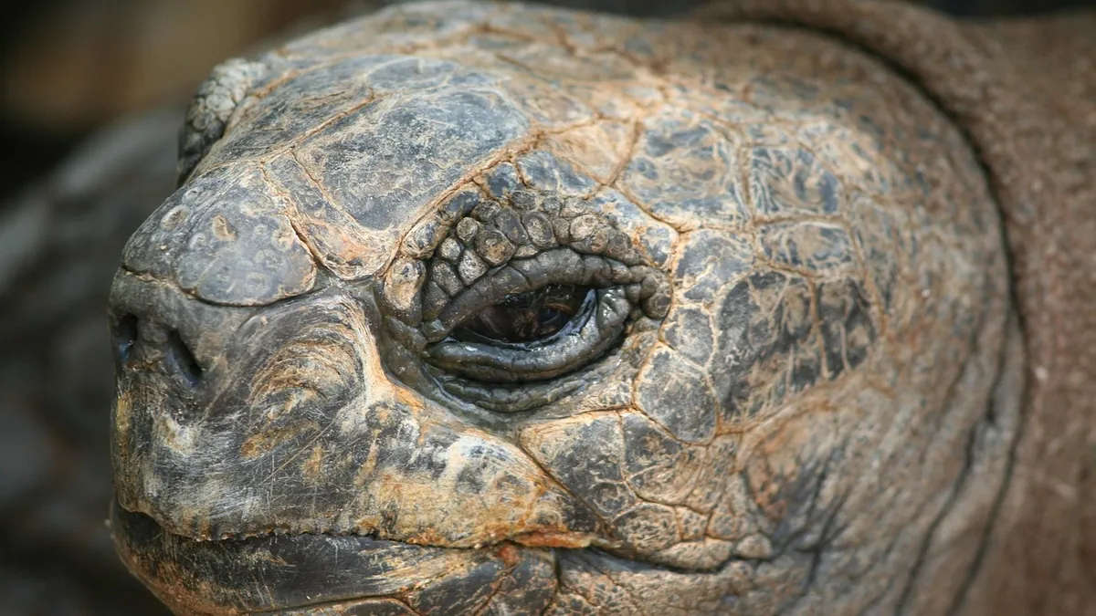 Why Is My Tortoise Crying? Eye Discharge Causes