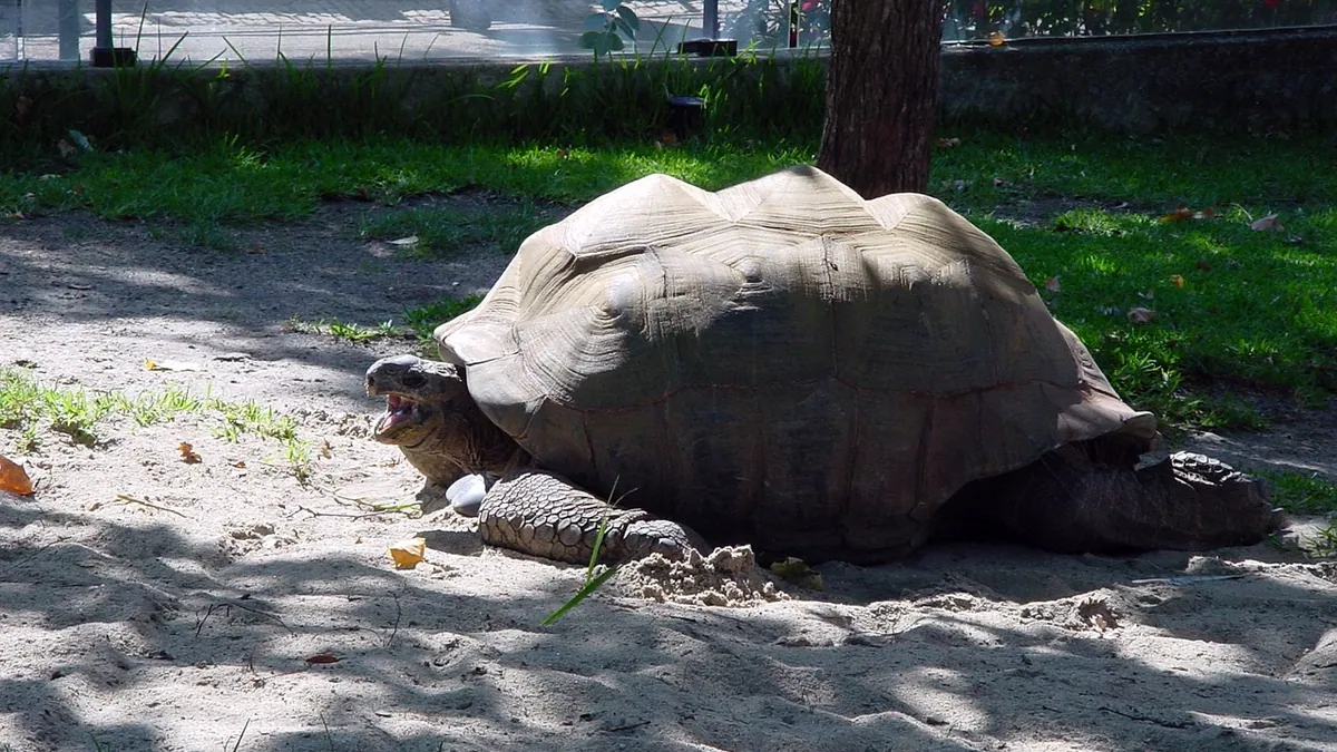 Why Does My Tortoise Have Diarrhea? Causes and Care