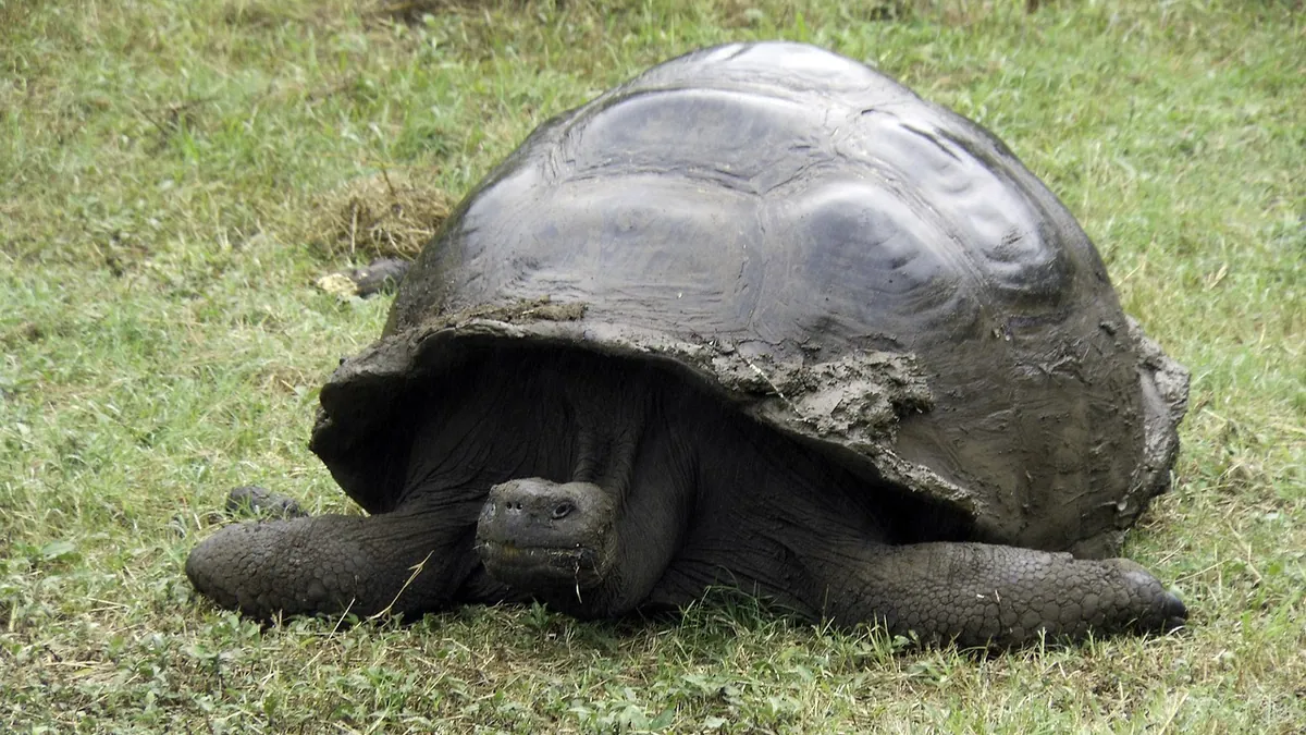 My Tortoise Died Suddenly: Common Causes and Next Steps