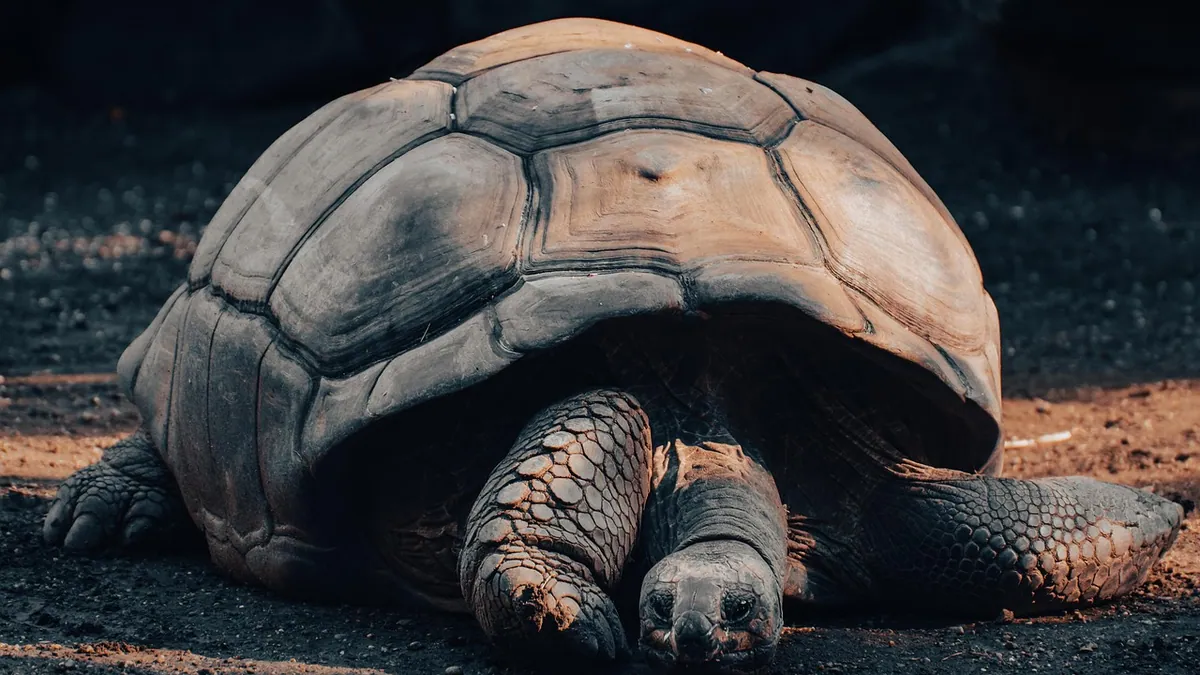 My Tortoise Died: What to Do With the Body and Enclosure