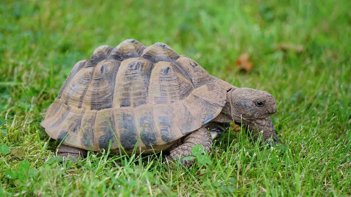 Why Is My Tortoise Eating Dog Poop? Risks and Fixes