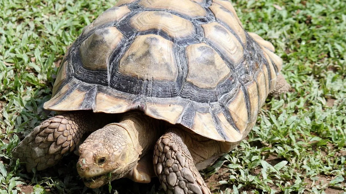 Why Is My Tortoise Eating Rocks? Risks and Causes
