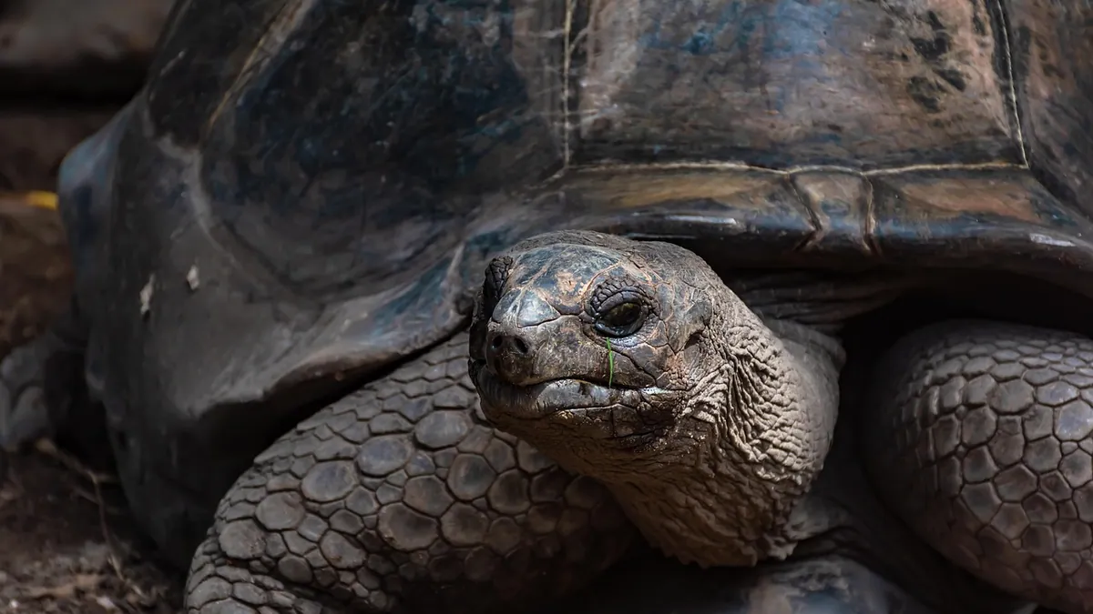 Why Is My Tortoise Foaming at the Mouth? Causes
