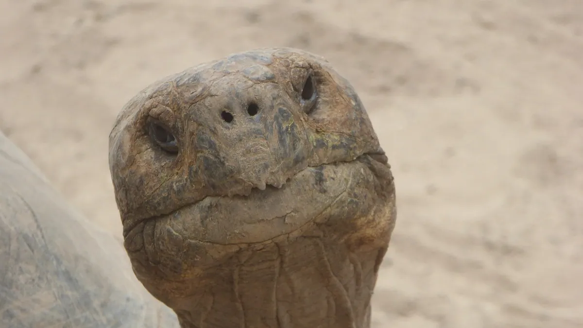 Why Is My Tortoise Head Bobbing? Meaning and Causes