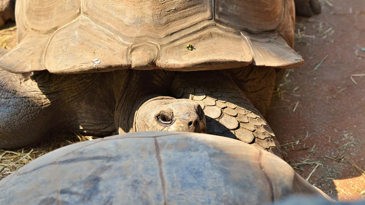Why Is My Tortoise Hiding? Normal or a Warning Sign