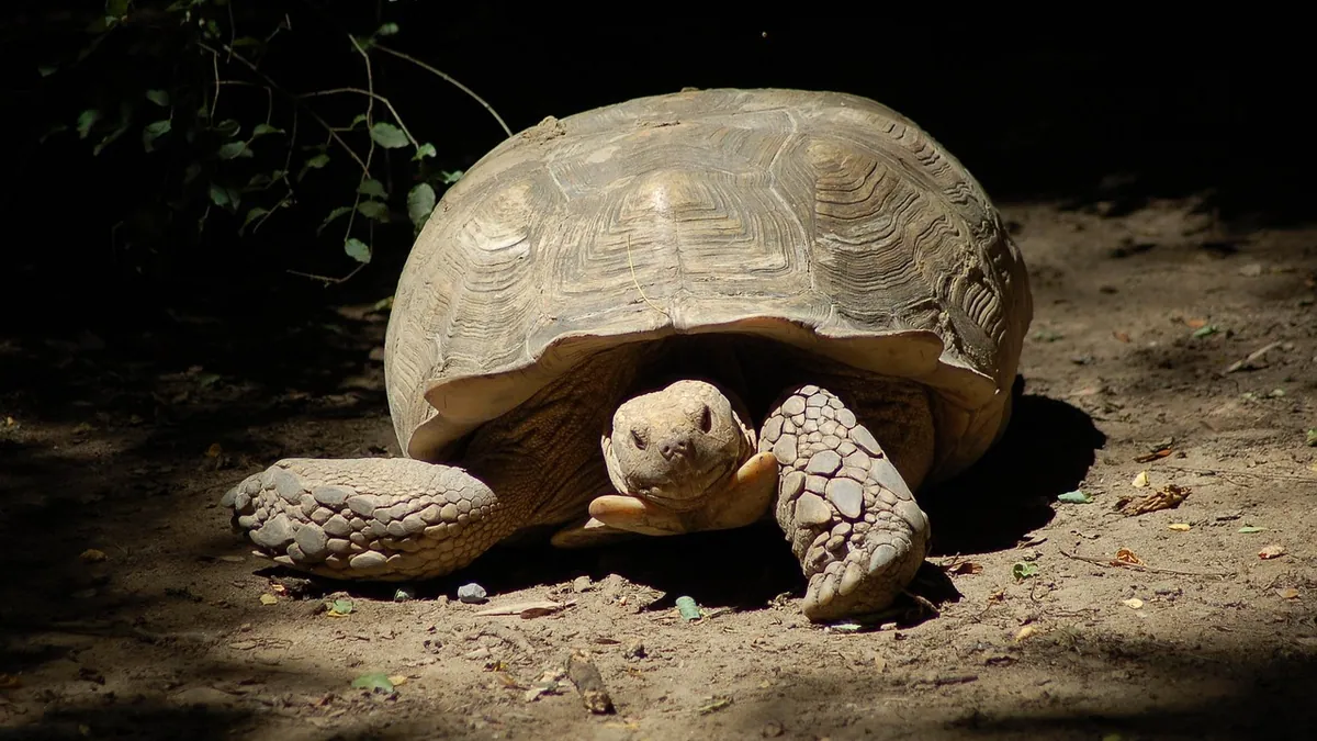 Why Is My Tortoise Lethargic? Causes and When to Worry