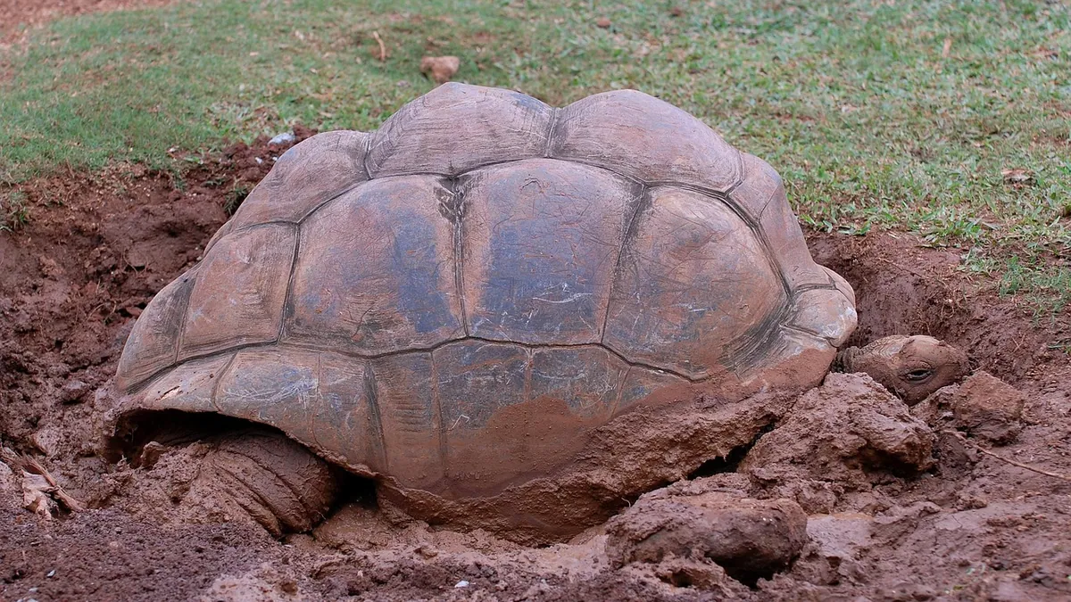 Why Is My Tortoise Not Moving? Causes and What to Do