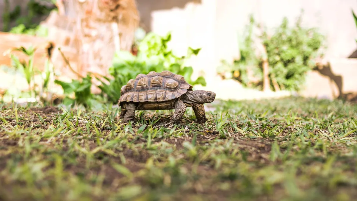 Why Is My Tortoise Pacing Back and Forth? Causes