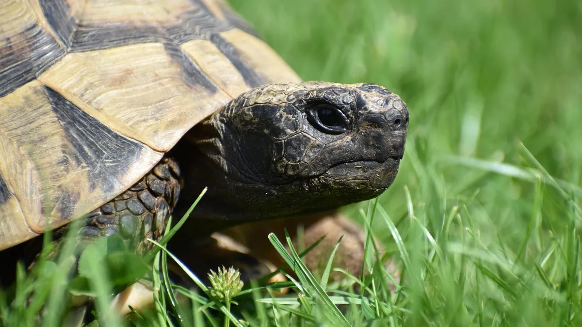 My Tortoise Has a Runny Nose: Causes and When to Worry