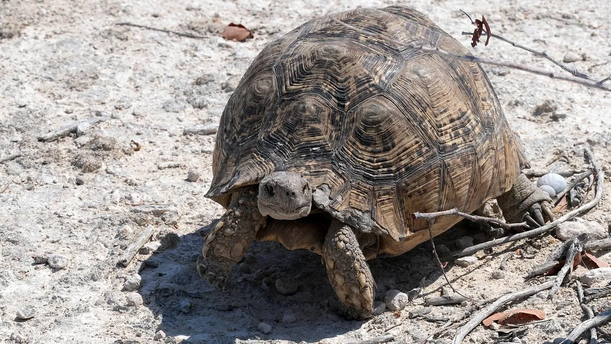 Why Is My Tortoise Shell or Skin Peeling? Normal vs Not