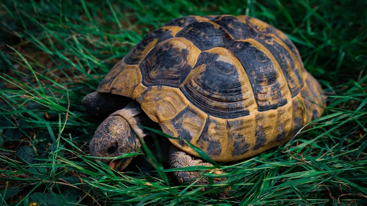 Why Is My Tortoise Shell Soft? Causes and Treatment