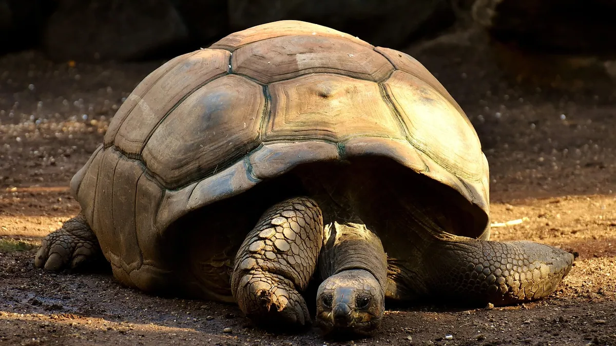 Why Is My Tortoise Sleeping a Lot? Normal vs Concerning