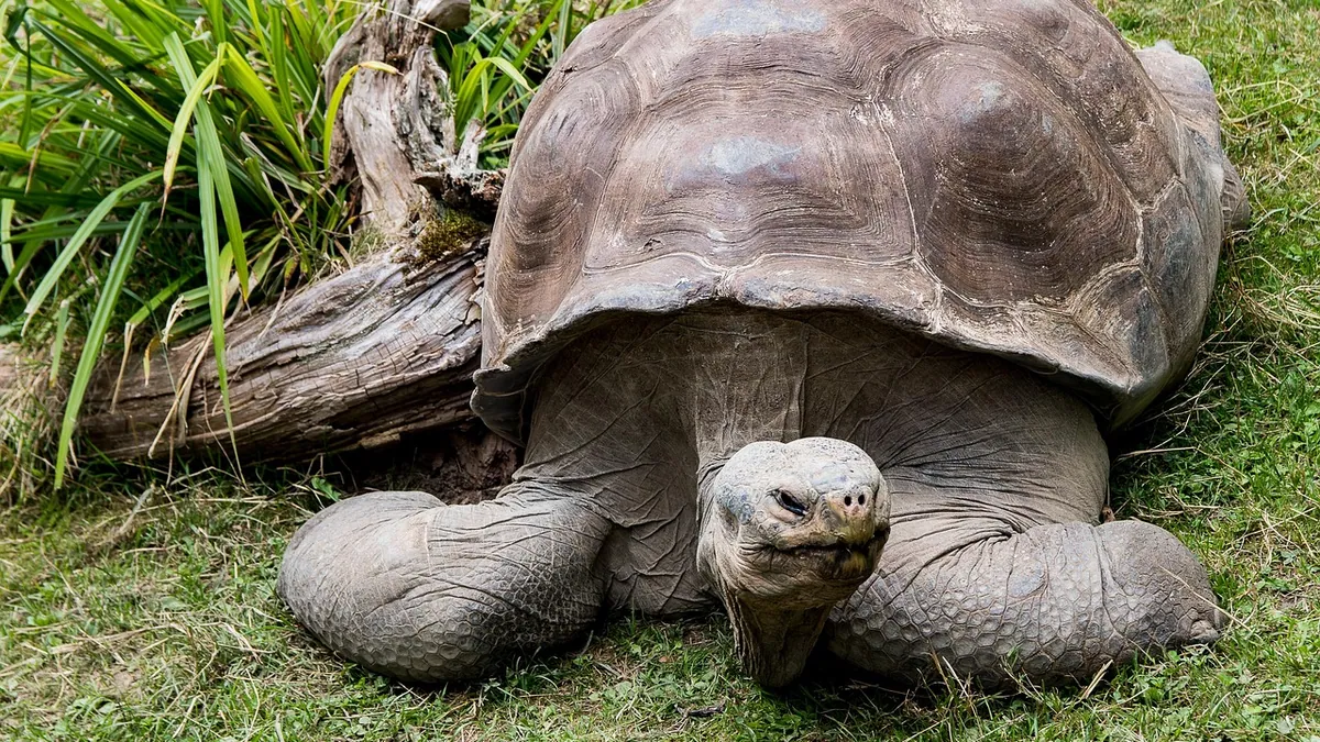Why Is My Tortoise Sleeping So Much? Lethargy Causes