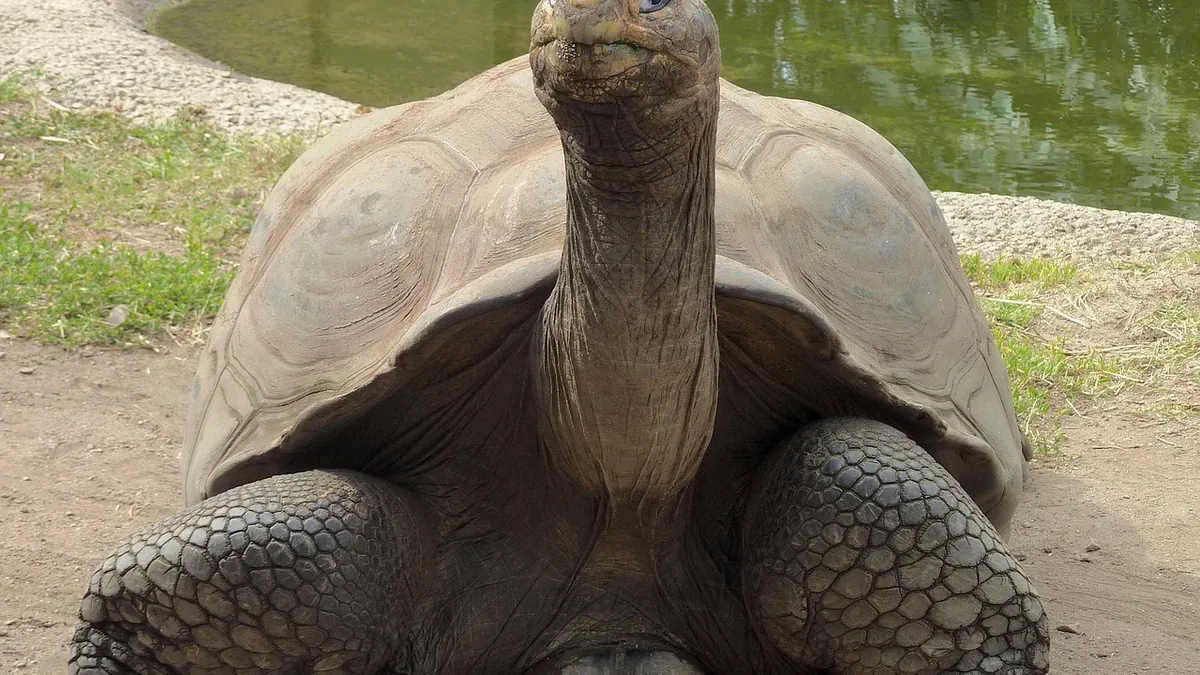 Why Is My Tortoise's Throat or Neck Moving?