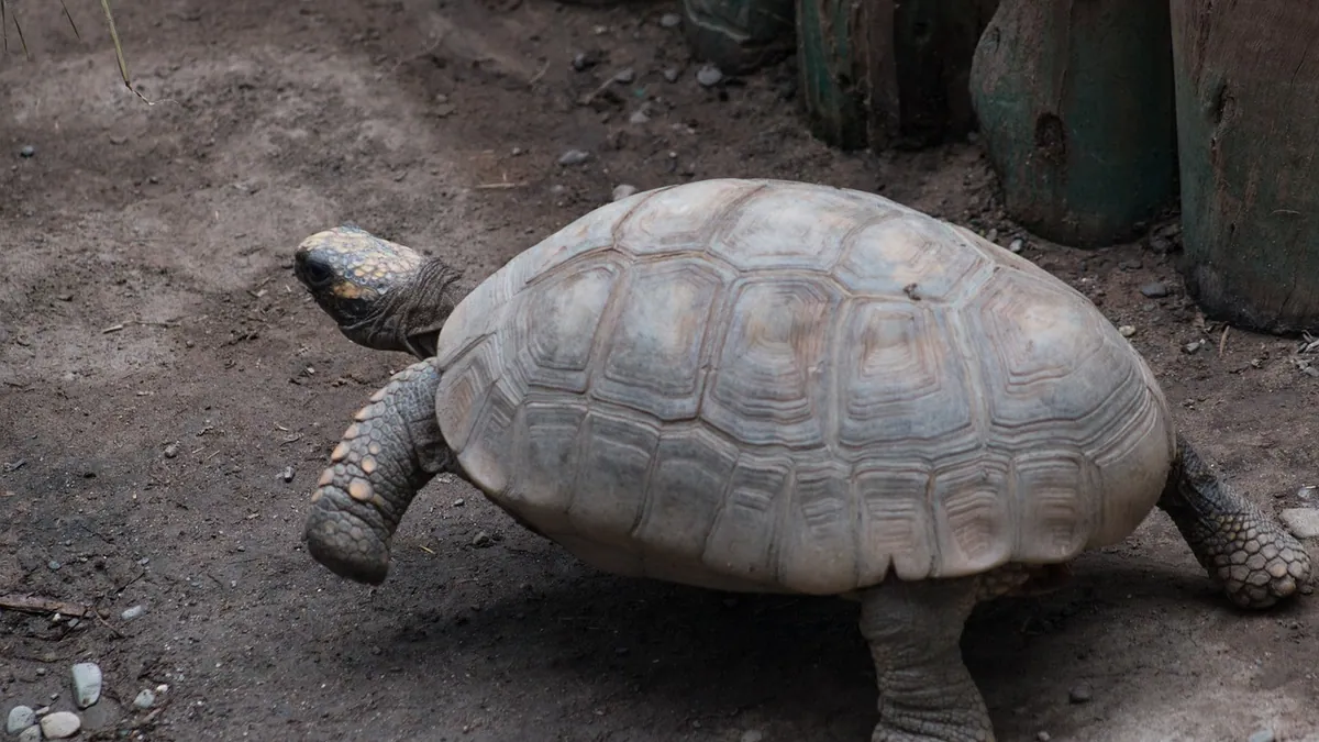 Why Is My Tortoise Walking in Circles? Causes