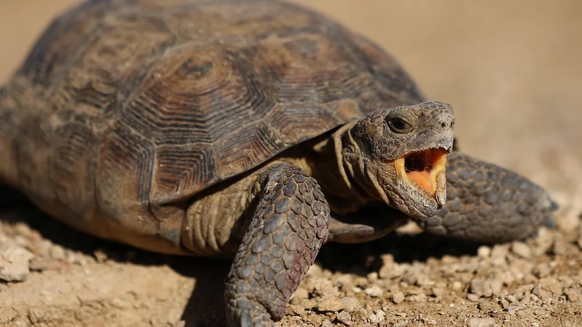 Why Is My Tortoise Wheezing? Respiratory Signs to Watch