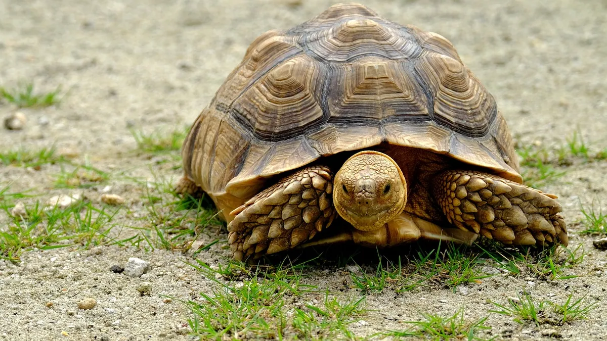 Why Is My Tortoise Poop or Pee White? What It Means