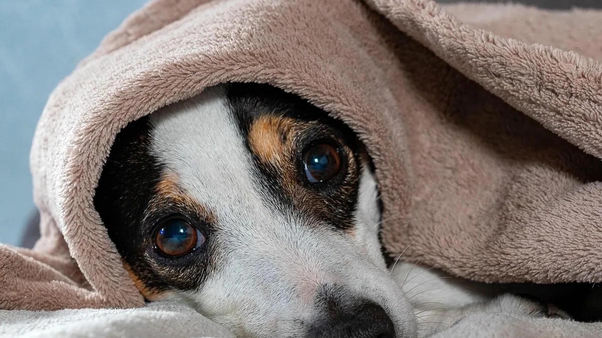 Toxoplasmosis in Dogs: Treatment and Recovery