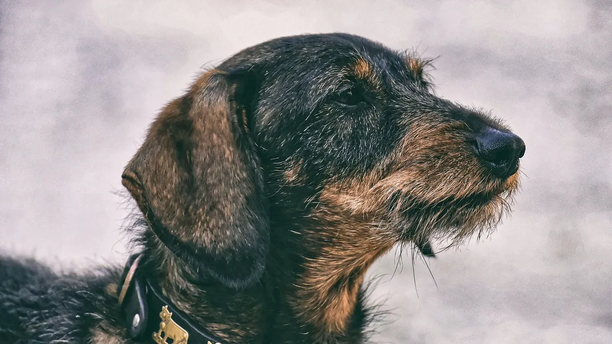 TPLO Surgery Failure and Complications in Dogs