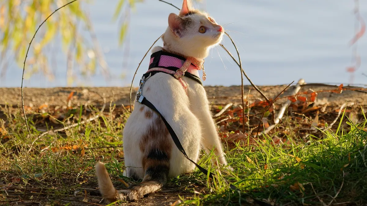 How to Train Your Cat to Walk on a Harness and Leash