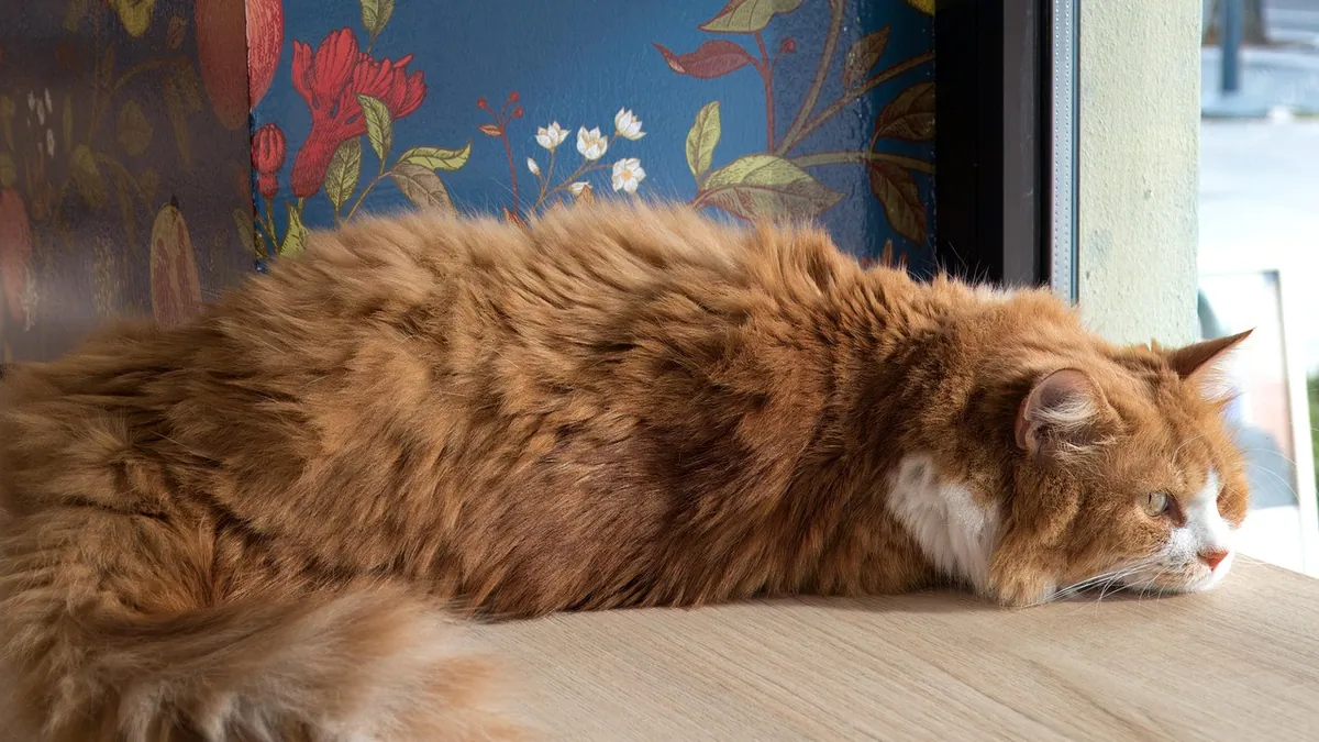 Tramadol for Cats With Arthritis or Kidney Disease