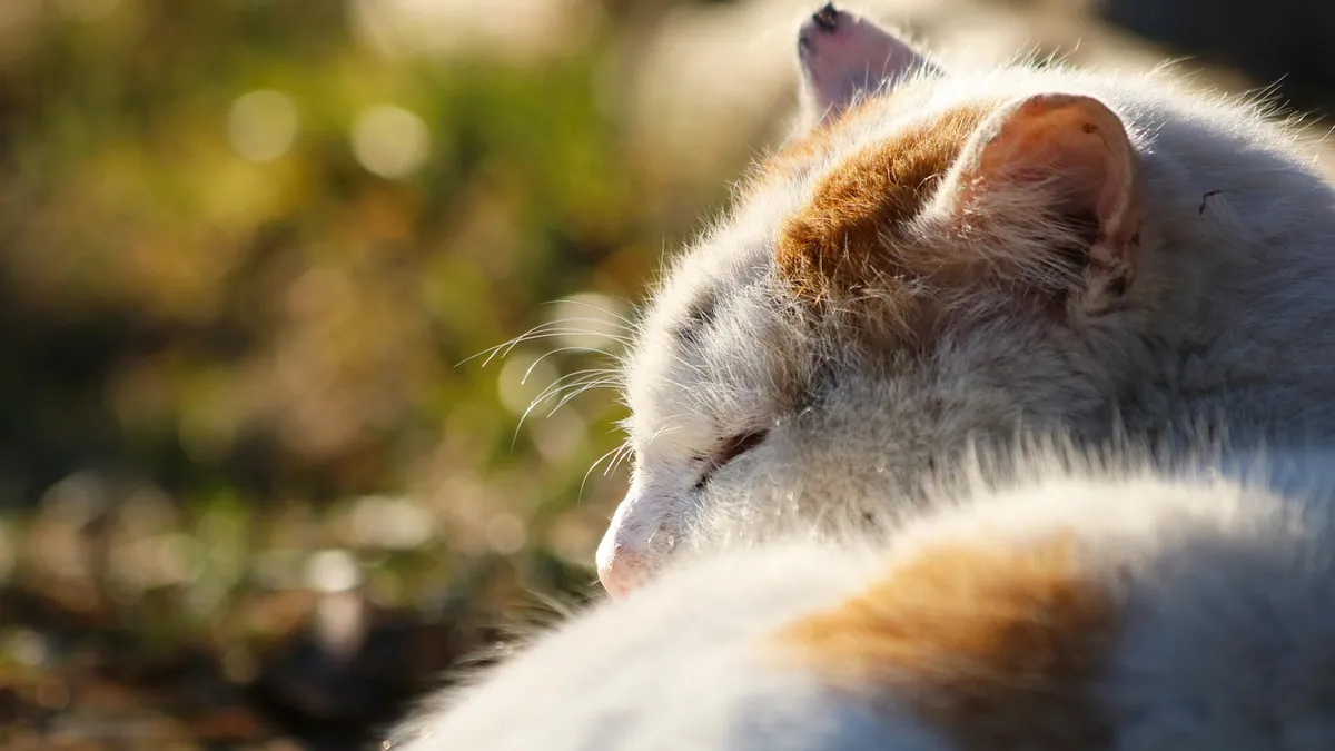 Tramadol for Cats: Side Effects and Pain Relief Explained