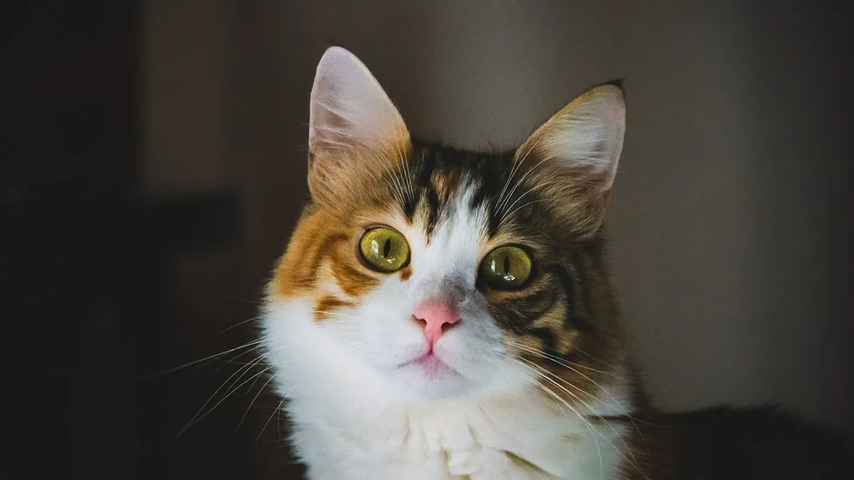 Transdermal and Liquid Fluoxetine or Mirtazapine for Cats