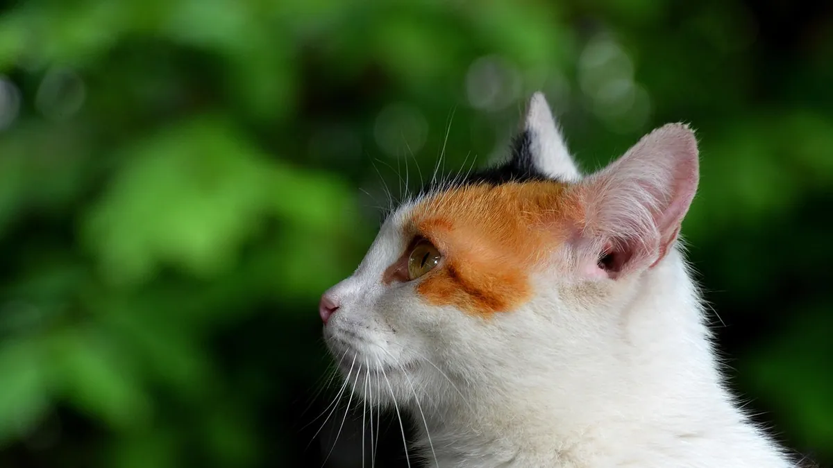 Transdermal and Liquid Meds for Cats: Zonisamide and Benazepril