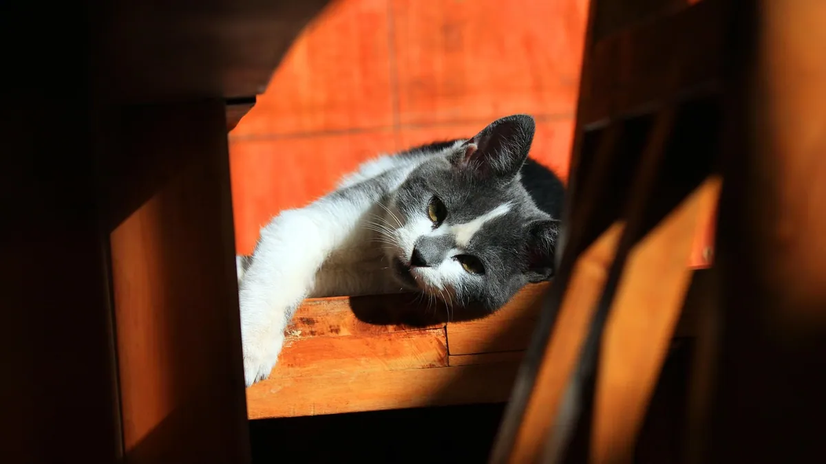 How Long Does Trazodone Last in Cats? Daily Use Explained