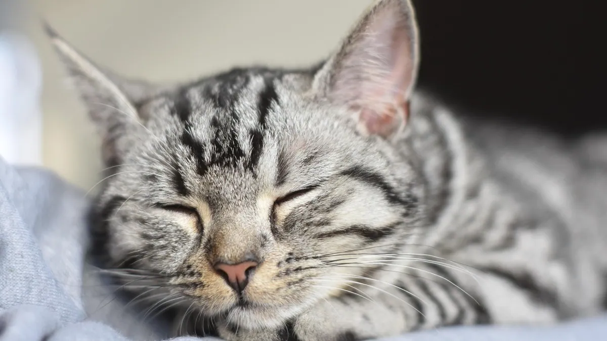 Trazodone for Cats: Side Effects and Whether It Is Safe