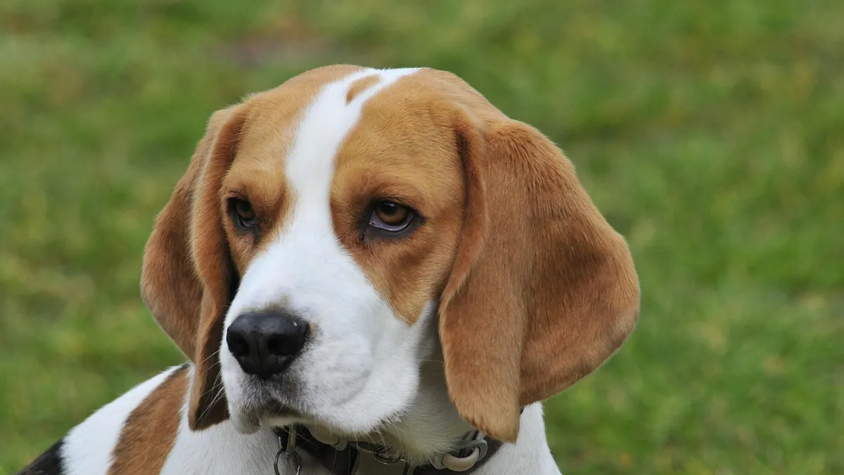 How to Treat Dog Hives at Home and With Medication
