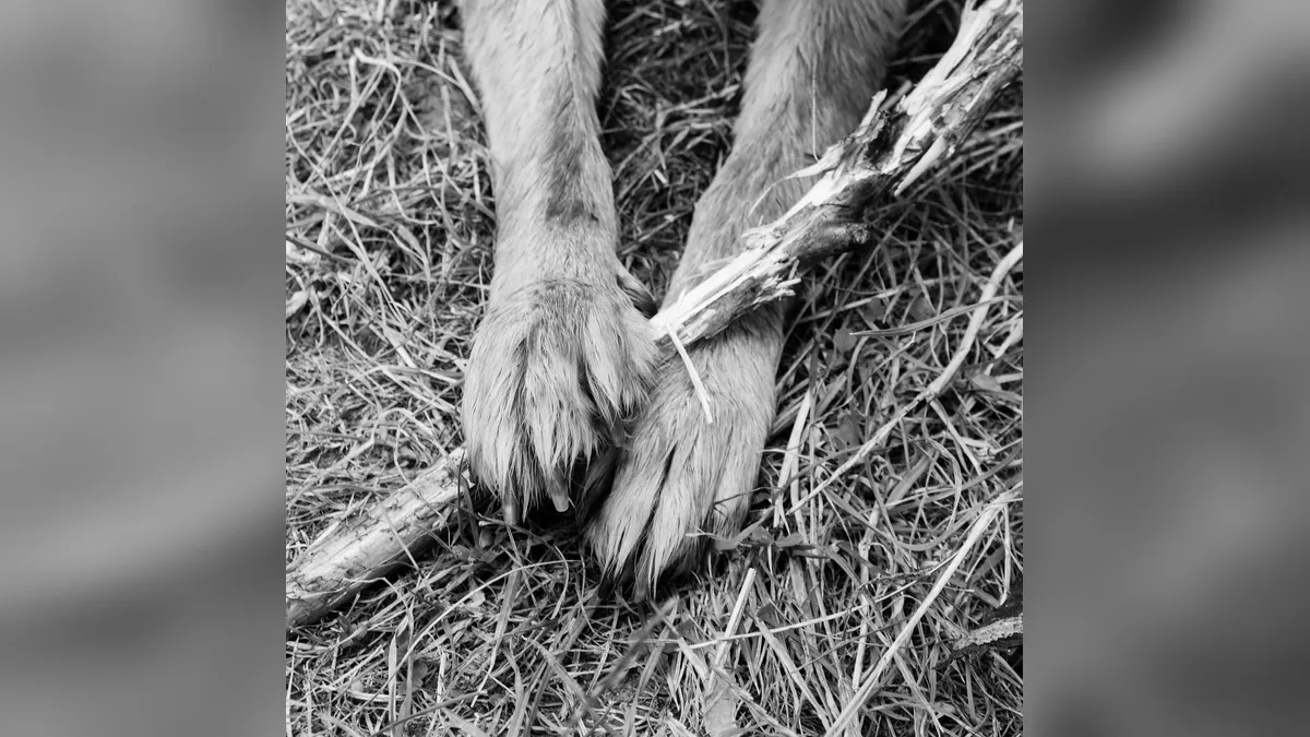 How to Treat Dog Interdigital Cysts at Home