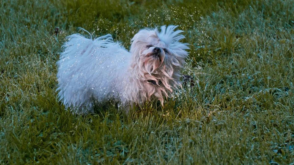 Tremors in Dogs: Causes, Symptoms, and What They Mean