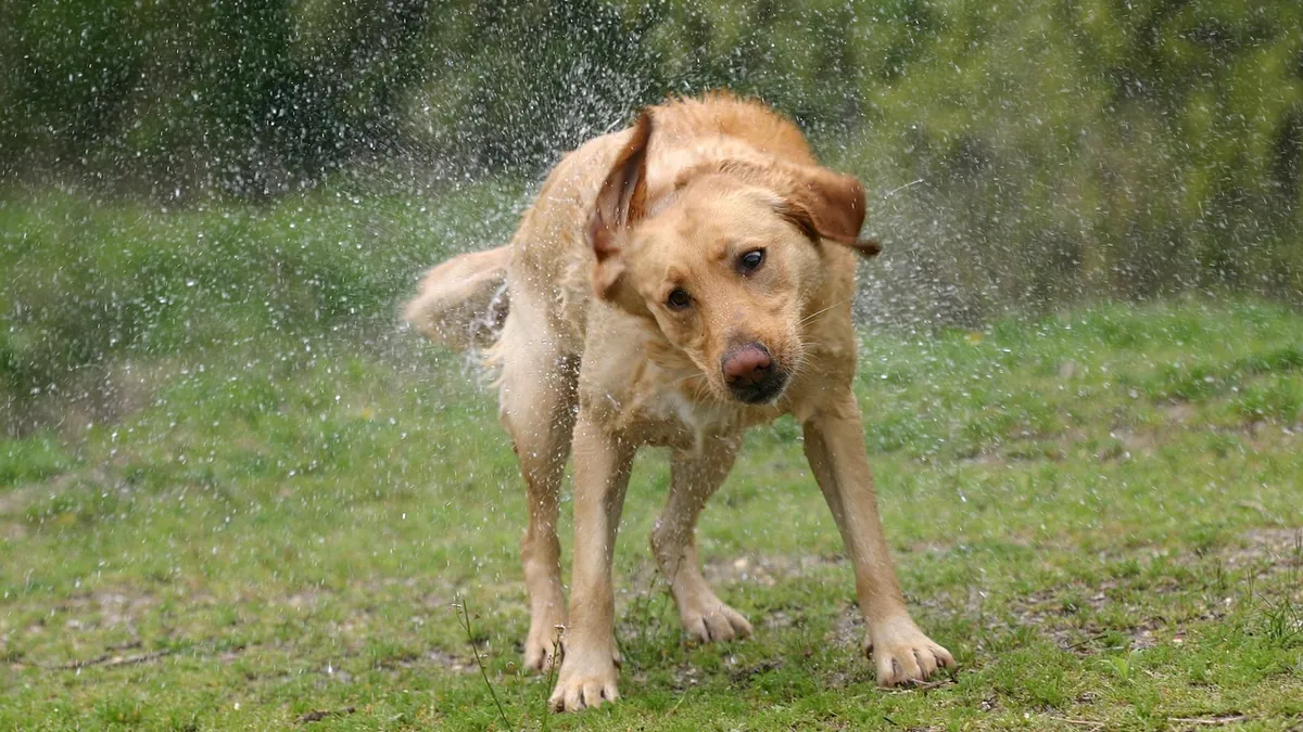 Tremors in Dogs: Treatment Options and What to Expect