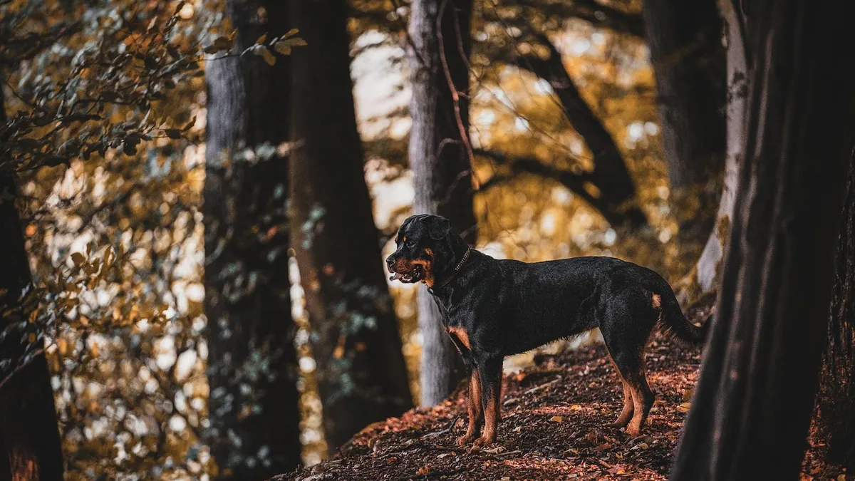 Tricuspid Regurgitation in Dogs: Causes and Care