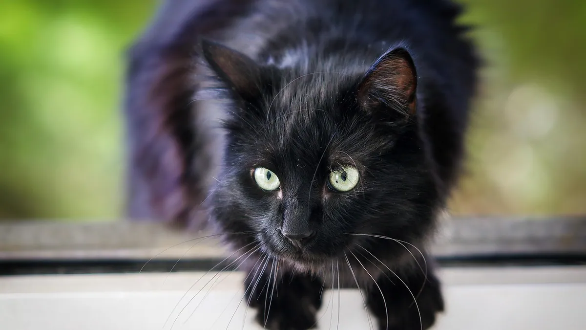 Is Truffle Mushroom Toxic to Cats? What to Know