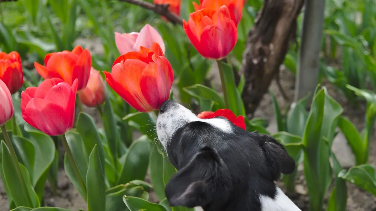 Are Tulips Toxic to Dogs If They Smell or Eat Them?