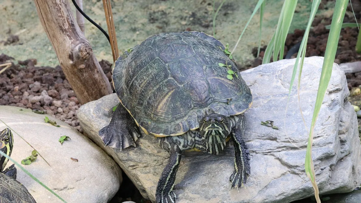 Why Is My Turtle Eating Its Own Poop?