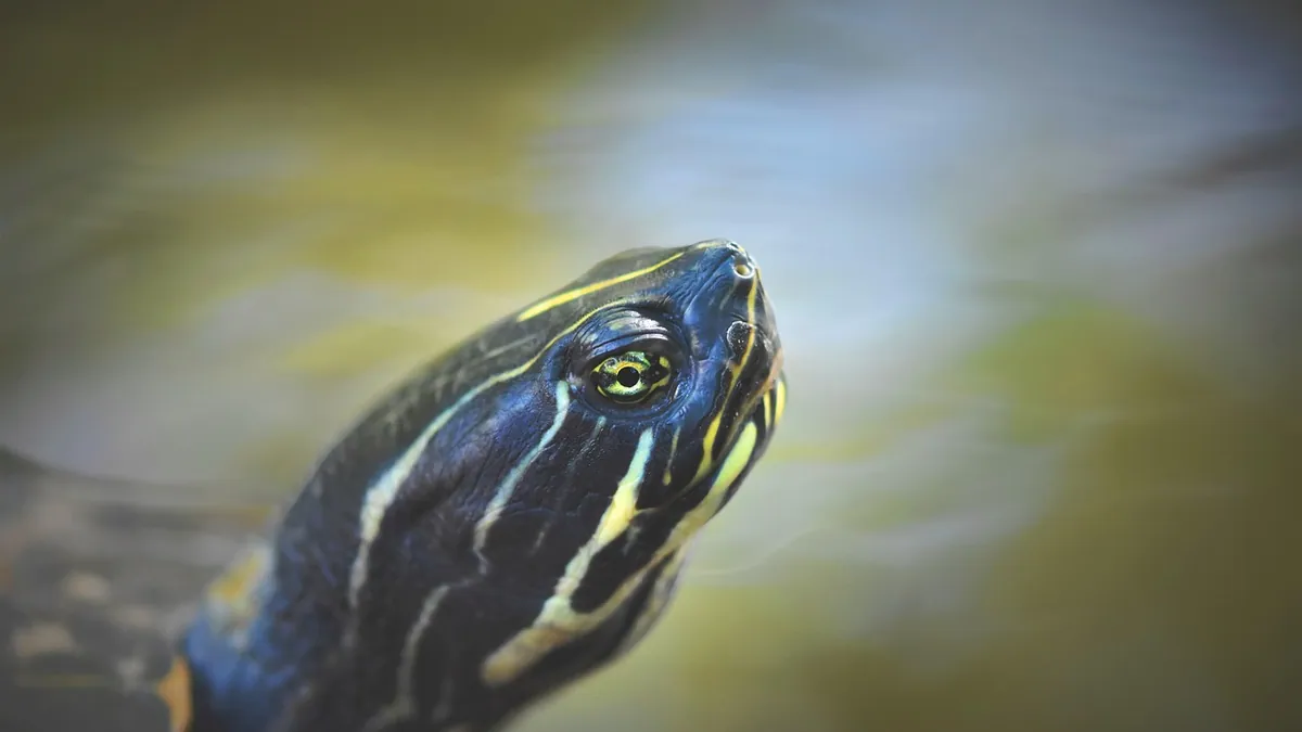 Why Is My Turtle Gasping for Air? Breathing Warning Signs