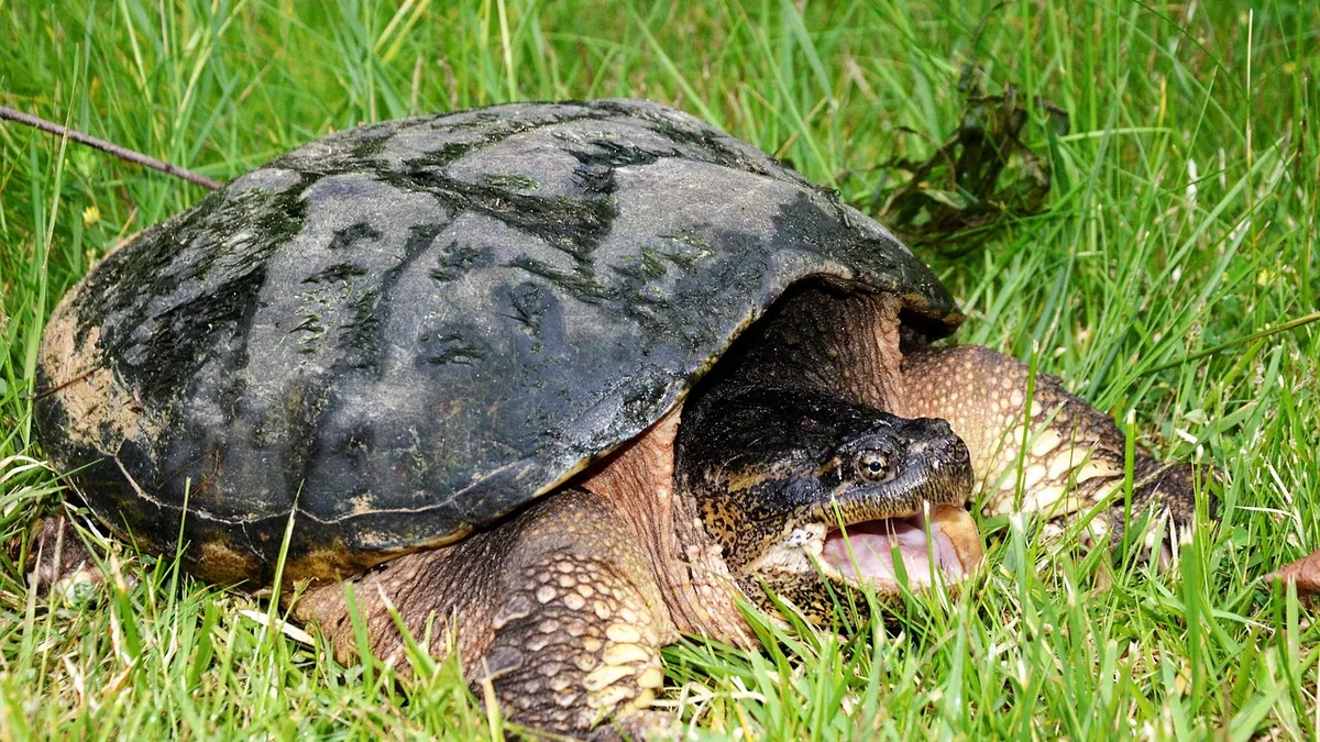 My Turtle Laid an Egg: What Should I Do?