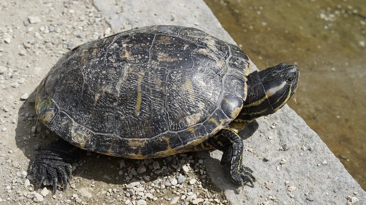 Why Is My Turtle Peeling? Shell and Skin Shedding
