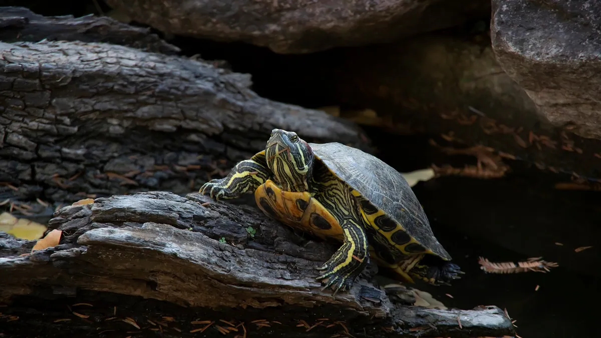 Why Is My Turtle Rubbing Its Shell or Has a Soft Shell?