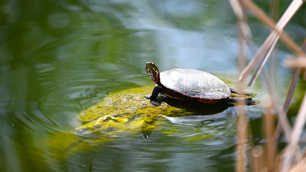 Why Is My Turtle Tank Water Green?