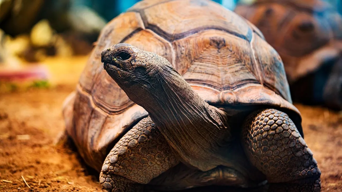 Why Is My Turtle or Tortoise Digging? Normal vs. Problem