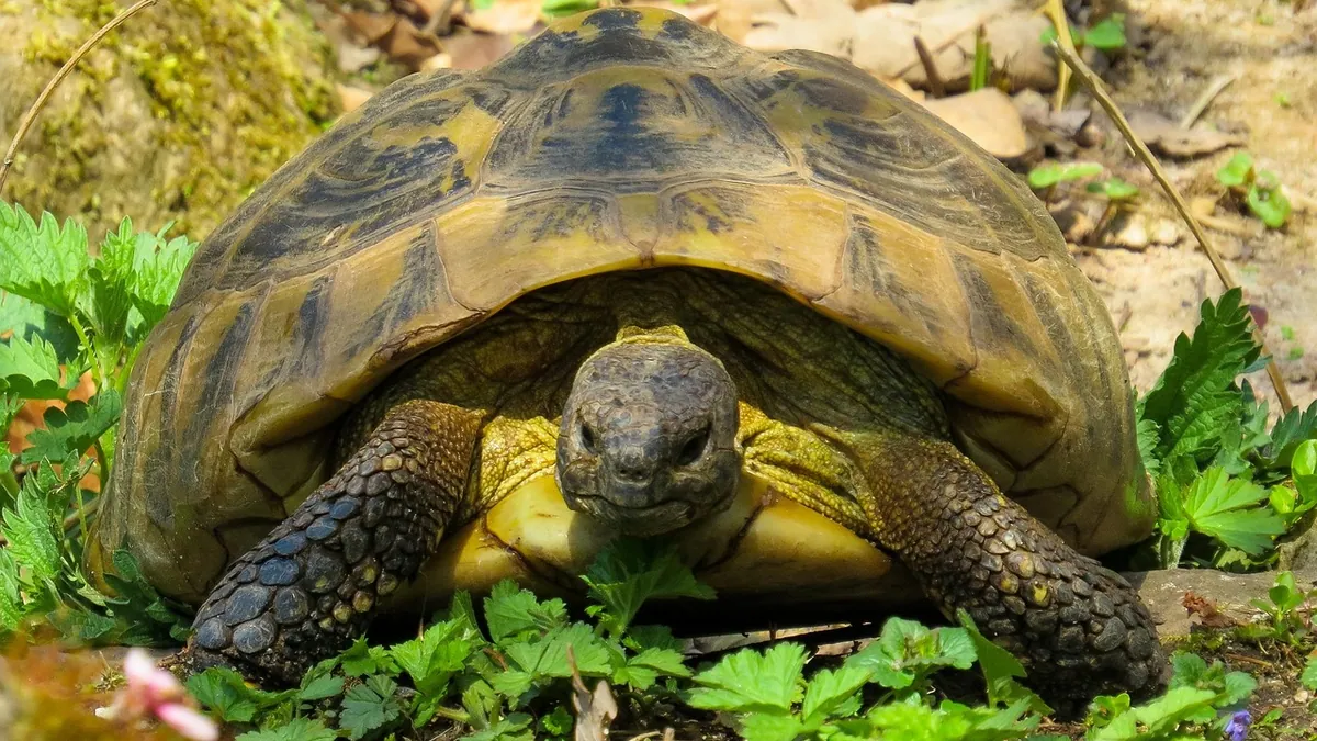 Why Is My Turtle or Tortoise Hissing? Is It Aggression?