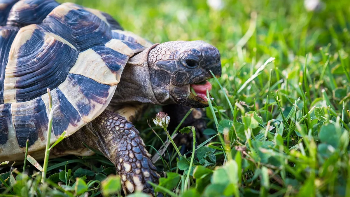 Why Is My Turtle or Tortoise Making Noises?