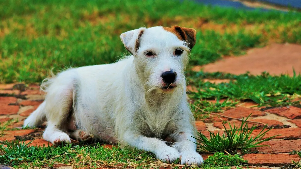 Twisted Stomach in Dogs: Signs, Causes, and Emergency Care